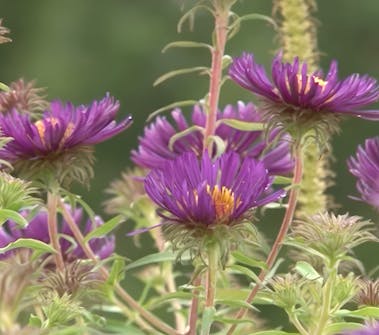 Oppbygging av staudebed Asters Oppbygging av staudebed Asters
